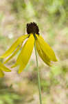 Pinnate prairie coneflower